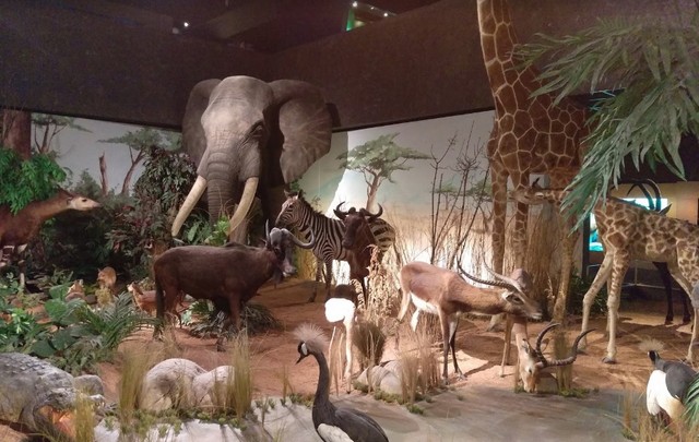 متحف التاريخ الطبيعي جنيف