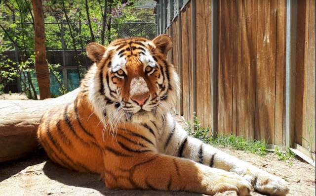 حديقة حيوانات تبليسي - الاماكن السياحية في تبليسي