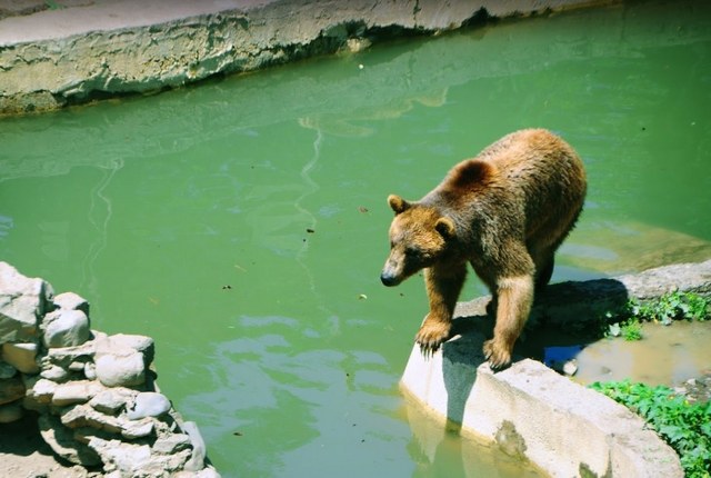 حديقة حيوانات تبليسي