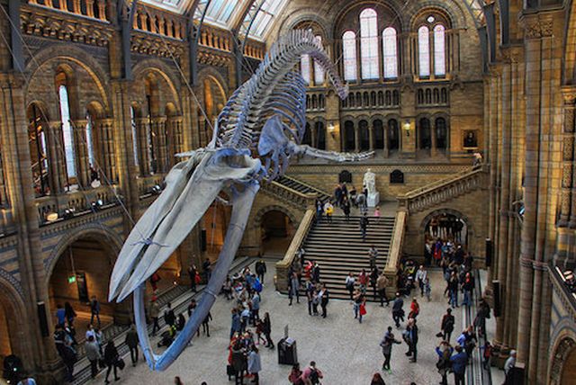 متحف التاريخ الطبيعي في لندن