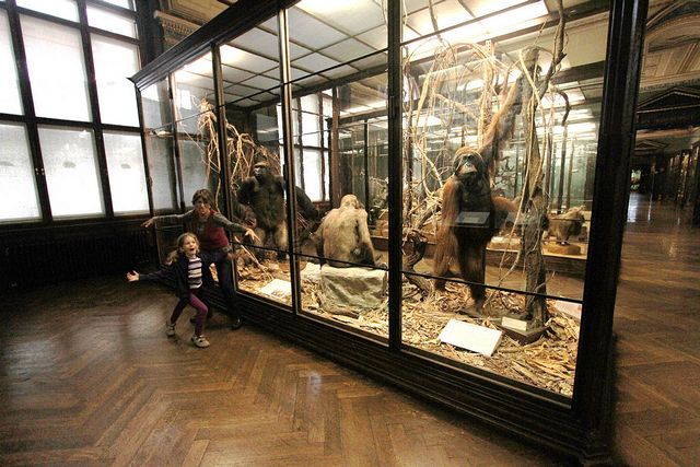 معلومات عن متحف التاريخ الطبيعي في فيينا