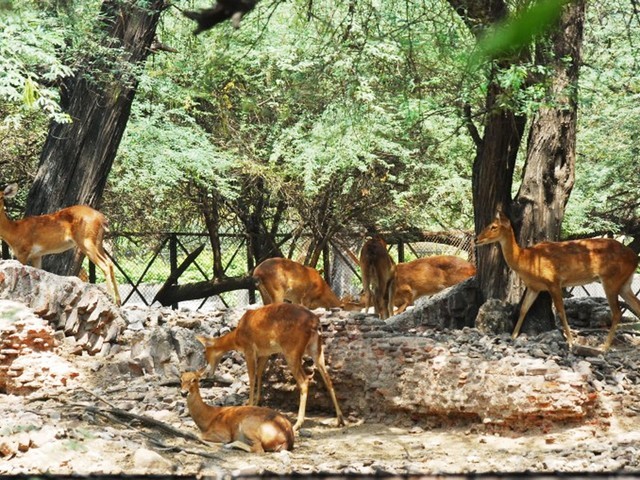 حديقة حيوان دلهي - السياحة في دلهي
