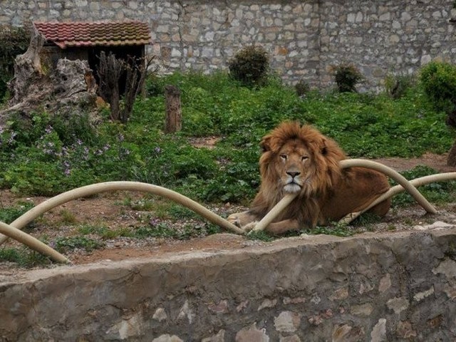 حديقة حيوانات تونس