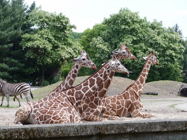 حديقة حيوانات روما اماكن سياحية في روما