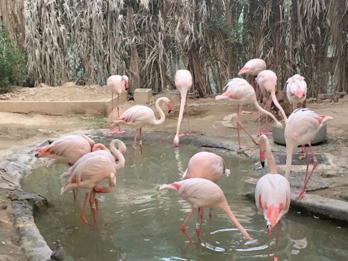حديقة حيوانات دبي