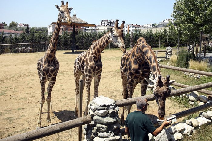 تقرير رحلتي الى حديقة حيوانات اسطنبول بنات بطوطة